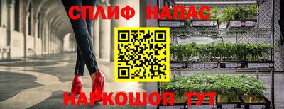 гашик Моздок