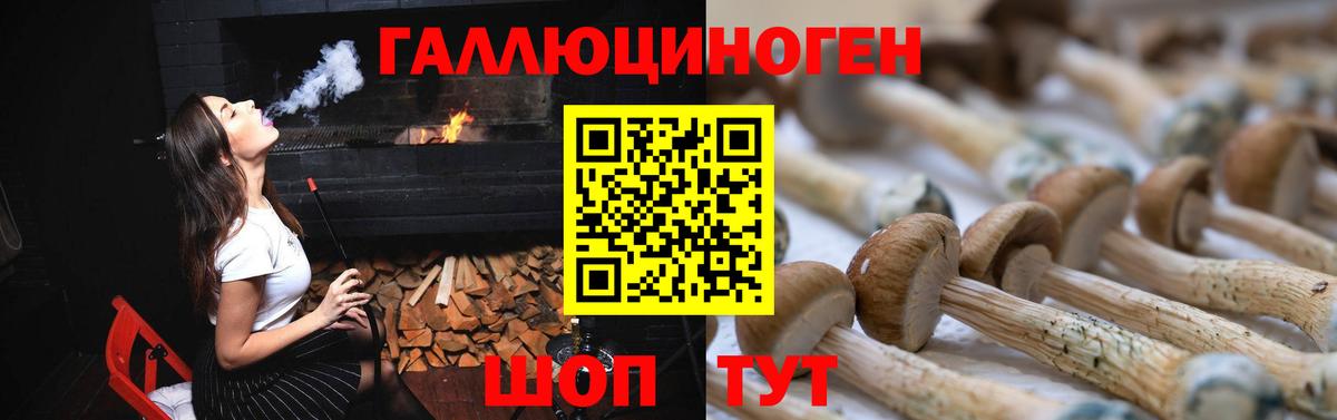 Галлюциногенные грибы Psilocybe Усинск